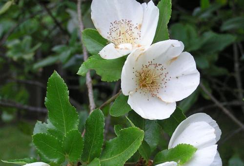 A close up of the Nymansay white flower
